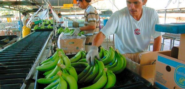 Más de un 11 por ciento aumentan las exportaciones de banano hondureño