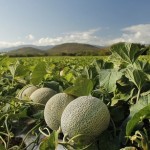Poca producción de melón verde EE. UU.: Importaciones estables de cantalupos
