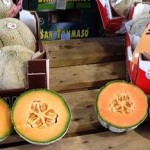 La Cooperativa San Tommaso espera una buena temporada de melón