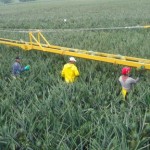 Bengala Agrícola: Se inaugura la planta poscosecha para piña más grande de Colombia
