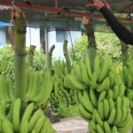 Los bananeros reclaman por millonarias pérdidas