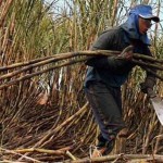 Colombia: Central El Palmar procesó 189.000 toneladas de caña