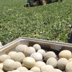 Unos cinco millones de dólares generaran las exportaciones de melón al mercado de Japó