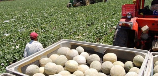 Unos cinco millones de dólares generaran las exportaciones de melón al mercado de Japó
