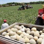 El melón hondureño quiere conquistar Taiwán y Corea