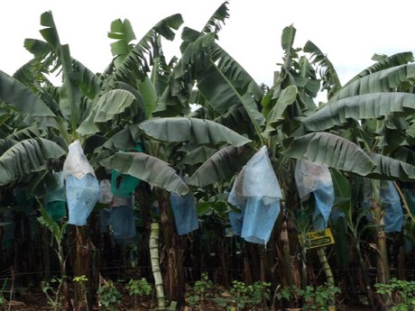 El mal de Panamá no destruirá la industria bananera