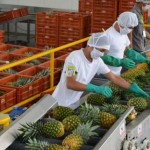 Colombia: Bengala Agrícola exportará 700 contenedores de piña