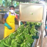 Ecuador: “Las transnacionales están complicando el negocio a los bananeros”