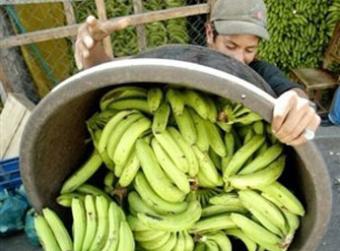 Unión Europea protege su banano