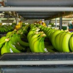 La CE mantiene el arancel preferencial de la banana de Guatemala