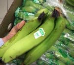 Perú concretó histórico embarque de banano orgánico con destino a Portugal