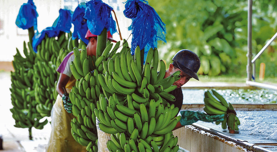 Costa Rica alcanzó récord en la exportación bananera