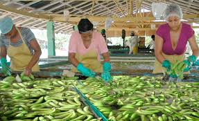 Honduras exportó un 0,79% más de banano en 2016