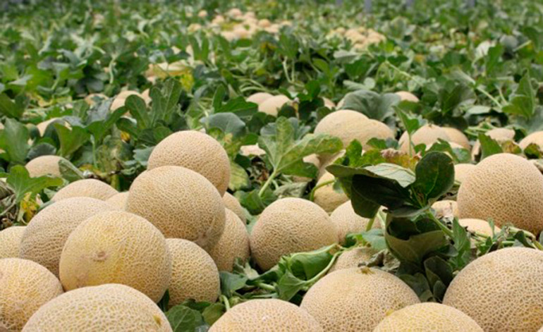 Honduras: La exportación de melón y sandía caen 6.2 por ciento