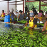 Asamblea panameña aprueba contrato con Del Monte para reactivar zona bananera