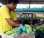 Productores bananeros rechazan tarifas fijadas por Yilport en Puerto Bolívar, Ecuador