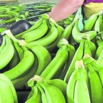 Expertos analizarán el futuro del banano en un congreso mundial en Miami