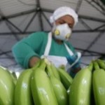 Honduras ingresó un 12,8% más por la exportación de banano