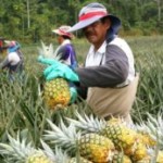 Costa Rica: El desarrollo sostenible es el principal reto de los productores de piña