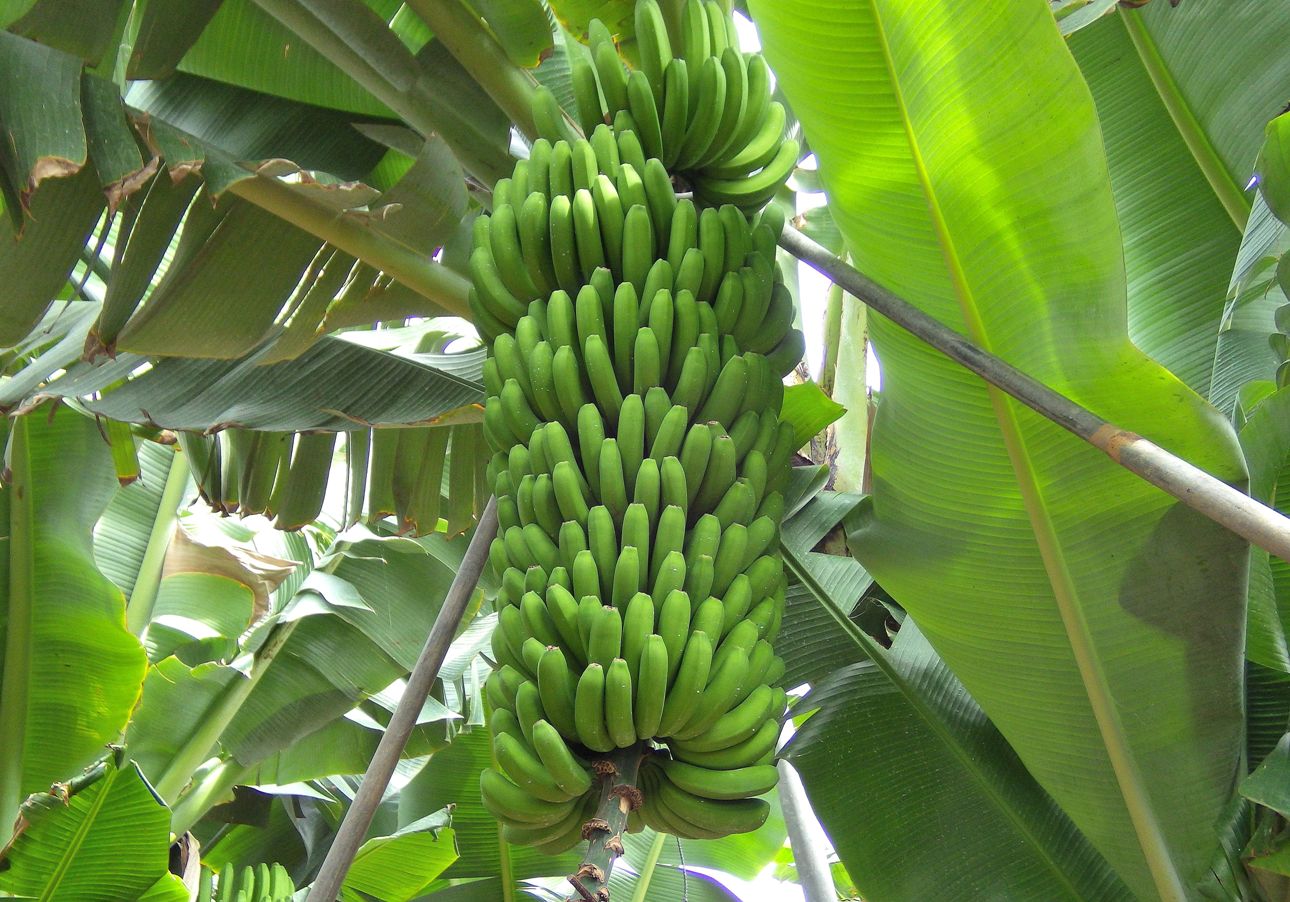 Las importaciones bananeras superan los límites establecidos por la UE