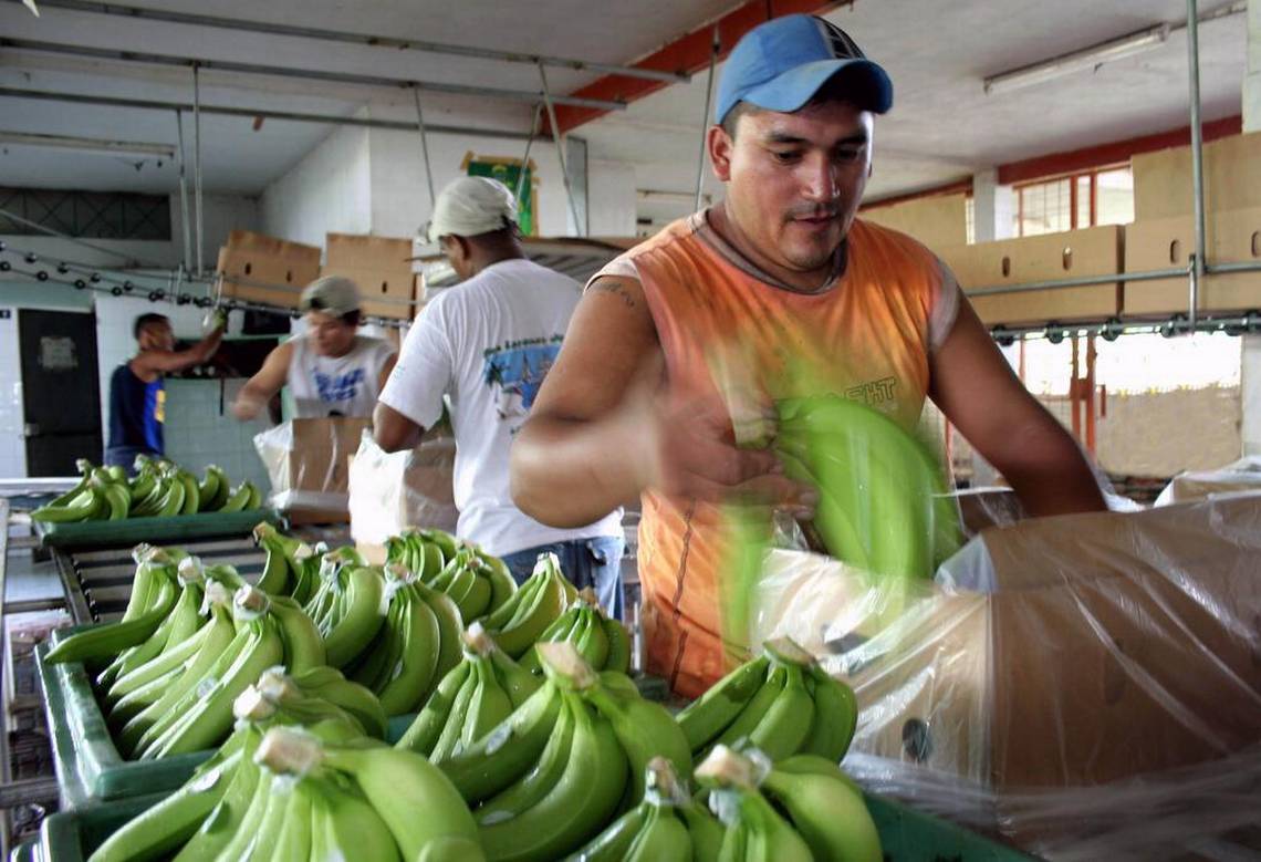 La cita anual de la industria bananera comienza en Miami