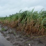Irma arrasó con 430 mil hectáreas de caña de azúcar en Cuba