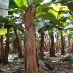 La FAO presenta un programa mundial contra una destructiva plaga del banano