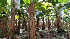 La FAO presenta un programa mundial contra una destructiva plaga del banano