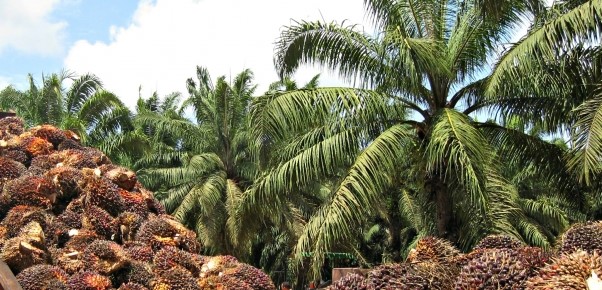 STAS se convierte en primera organización sindical en el sector palmero. Se notifica subseccional en empresa de palma.