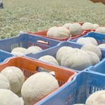 Con inspección mexicana se espera certificación de melón hondureño