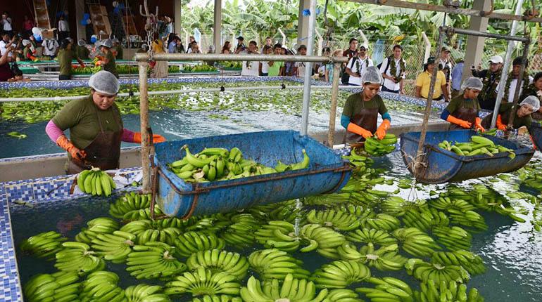 La creciente producción de piña y banano carece de mercados