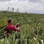 Costa Rica: Proyecto de BPA en el cultivo de piña