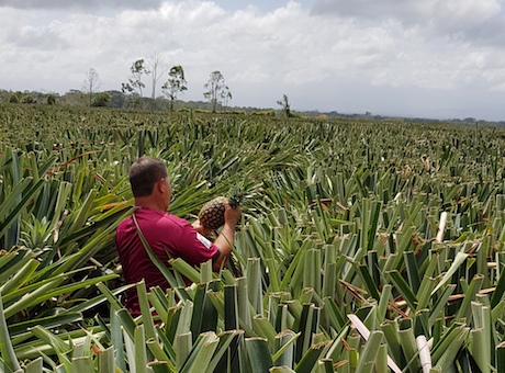 Costa Rica: Proyecto de BPA en el cultivo de piña