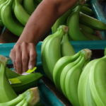 Ecuador: Acuerdan la estabilizacion de las tarifas del banano