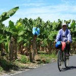 Panamá: Se reactivan las labores bananeras