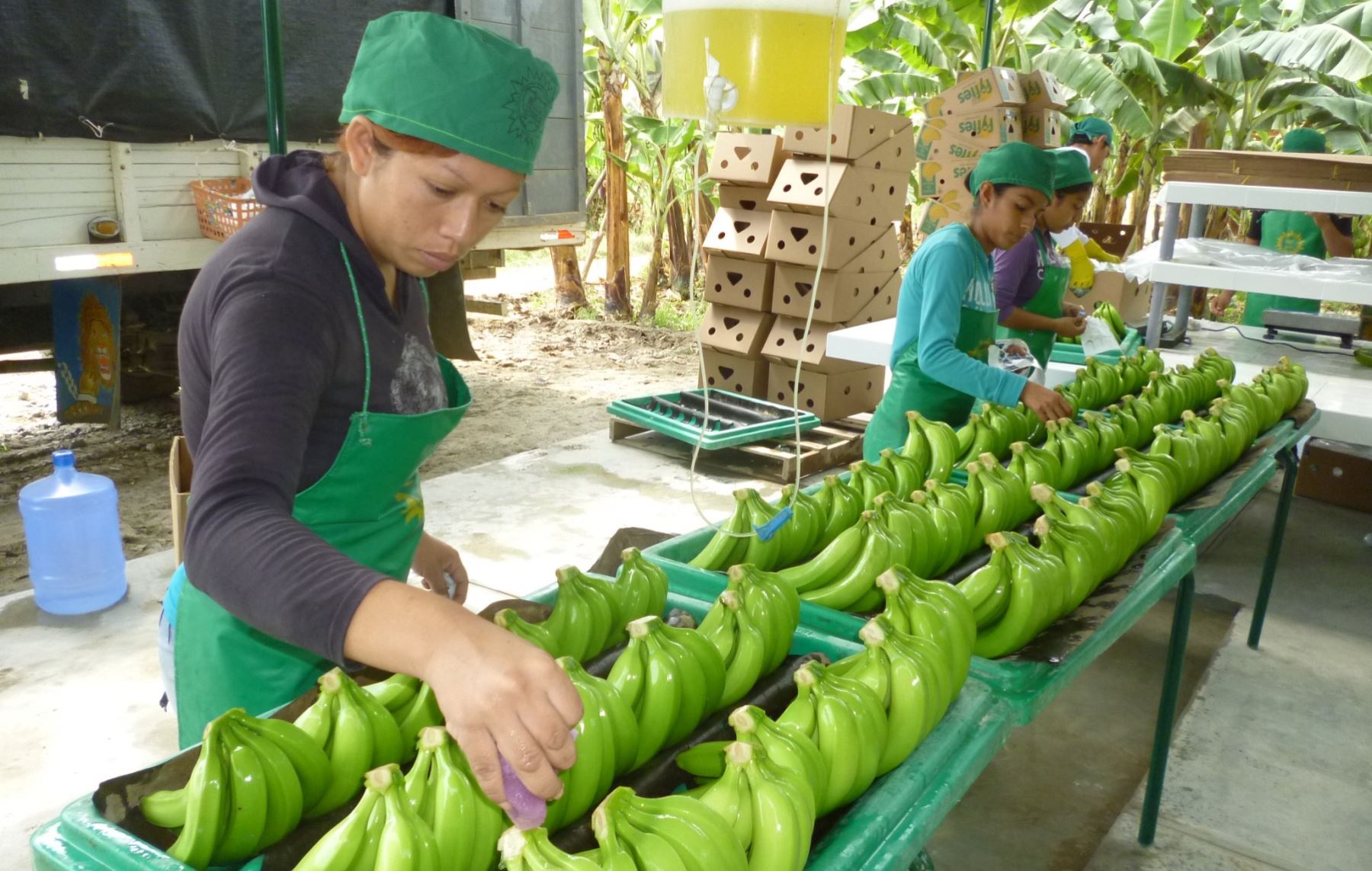 Banano, carne, arroz y piña de Colombia, buscan nuevos mercados de exportación