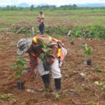 Panamá: 350 hectáreas de banano guatemalteco en Barú
