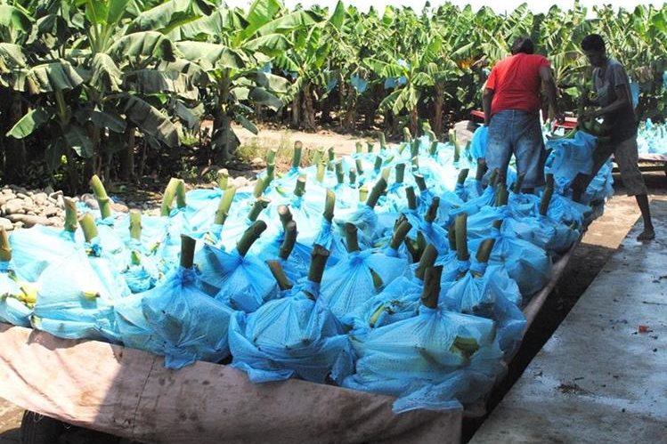 Honduras: Persiste caída de precios de banano, café, azúcar y hule