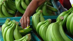 Ecuador: Estudiarán la sustentabilidad del sector bananero