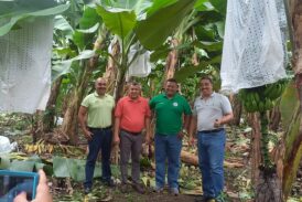 Sindicatos Bananeros en Honduras Buscan Fortalecer la Unidad Sindical para Mejorar Condiciones Laborales