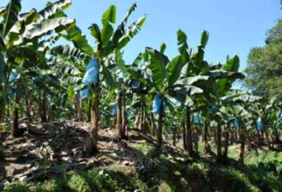 Crisis en el sector bananero de Costa Rica: Empresa cierra fincas y despide 111 trabajadores