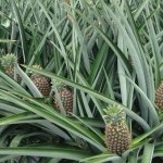 Colombia: La piña de Bengala Agrícola está lista para Europa