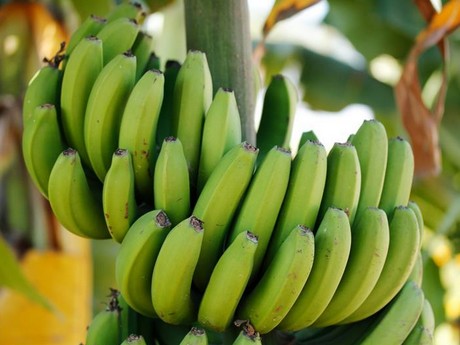 Honduras: La exportación de banano crece un 11,5% en valor