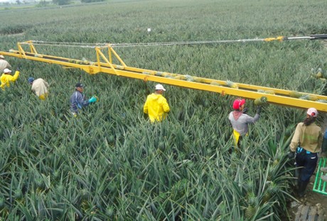 Bengala Agrícola: Se inaugura la planta poscosecha para piña más grande de Colombia
