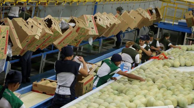 El melón hondureño, a punto de entrar en Japón
