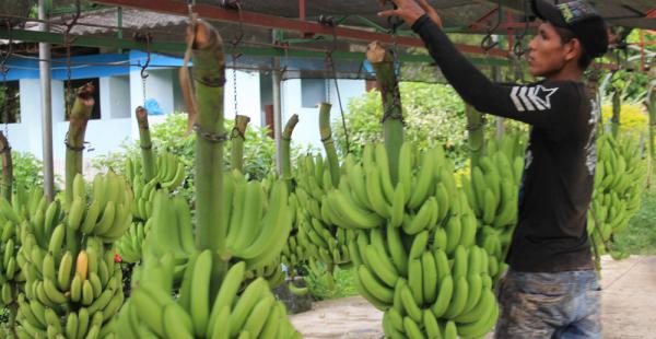 Los bananeros reclaman por millonarias pérdidas