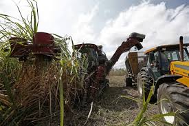 Brasil recogerá una nueva cosecha récord de caña de azúcar