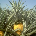 Nicaragua: El cultivo de piña está desaprovechado