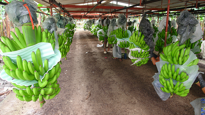 Los mayores exportadores de bananas del mundo