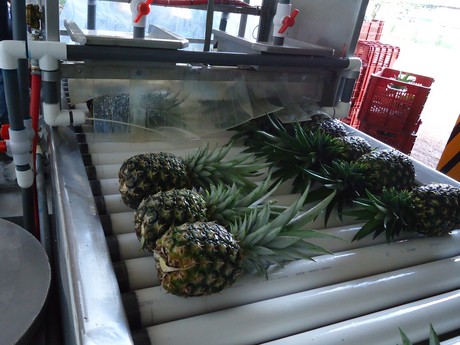 Costa Rica: Mejora el mercado de la piña